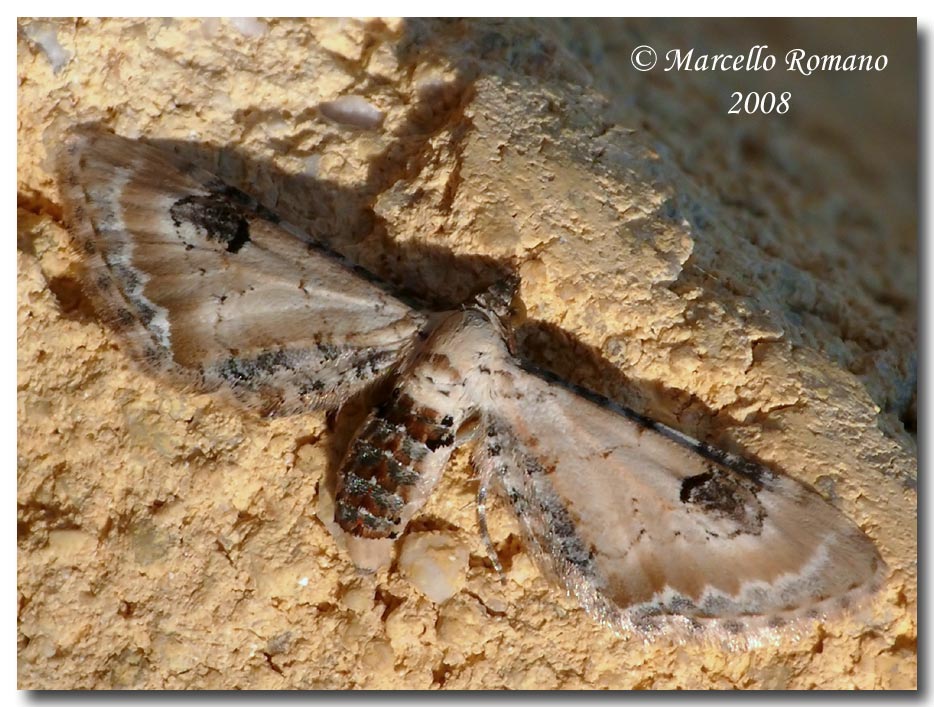 Eupithecia centaureata (Geometridae, Larentiinae)